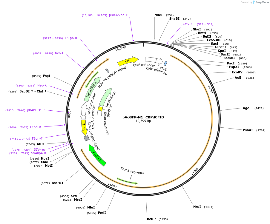 221909-plasmid-map-sequence-id-437461