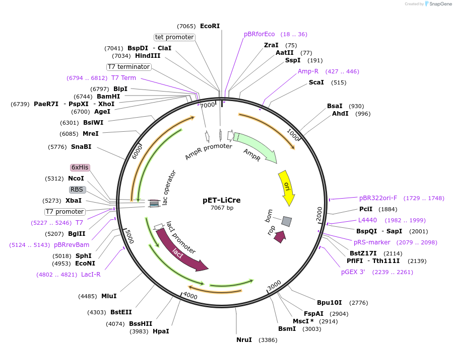 219797-plasmid-map-sequence-id-437464