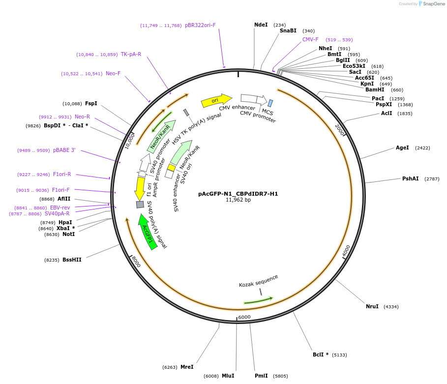 221930-plasmid-map-sequence-id-437465