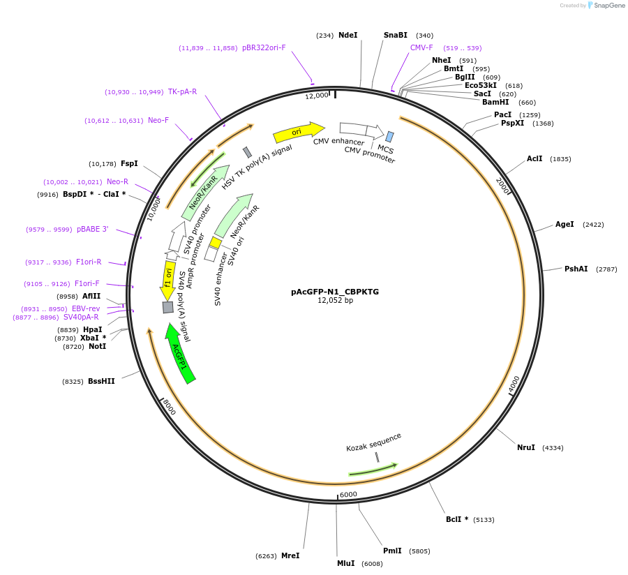 221911-plasmid-map-sequence-id-437466