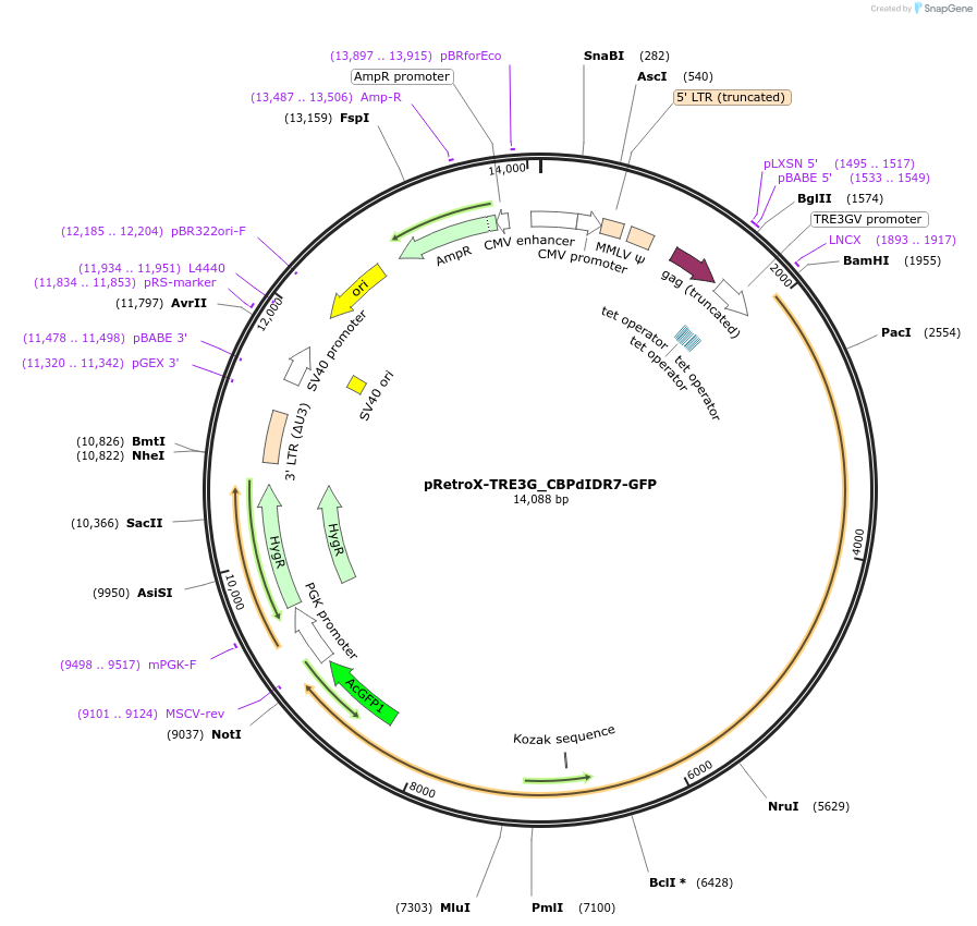 221928-plasmid-map-sequence-id-437467