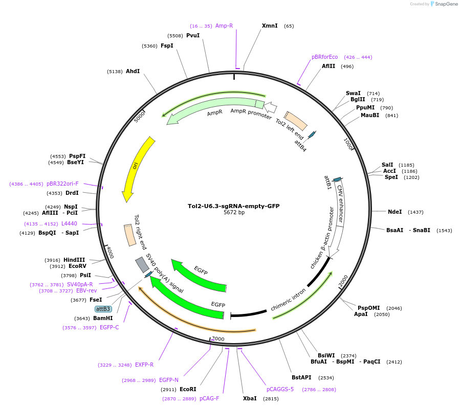 221843-plasmid-map-sequence-id-437471