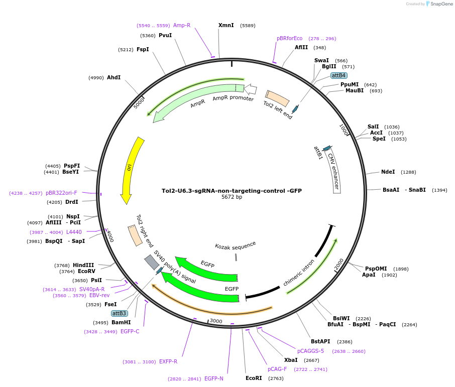 221844-plasmid-map-sequence-id-437475