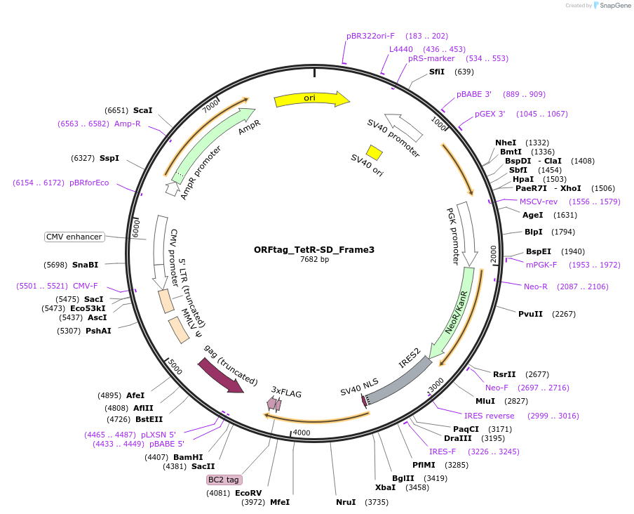 220983-plasmid-map-sequence-id-437500