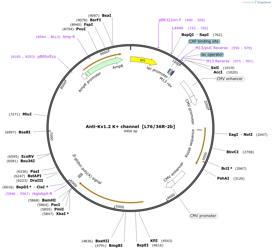 222170-plasmid-map-sequence-id-437501