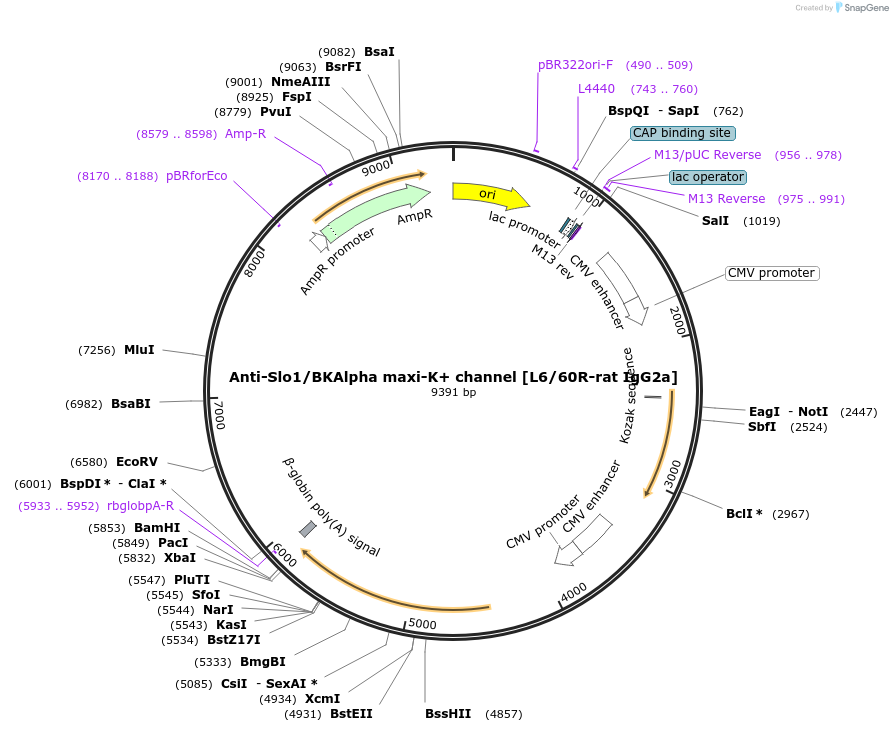 222180-plasmid-map-sequence-id-437503