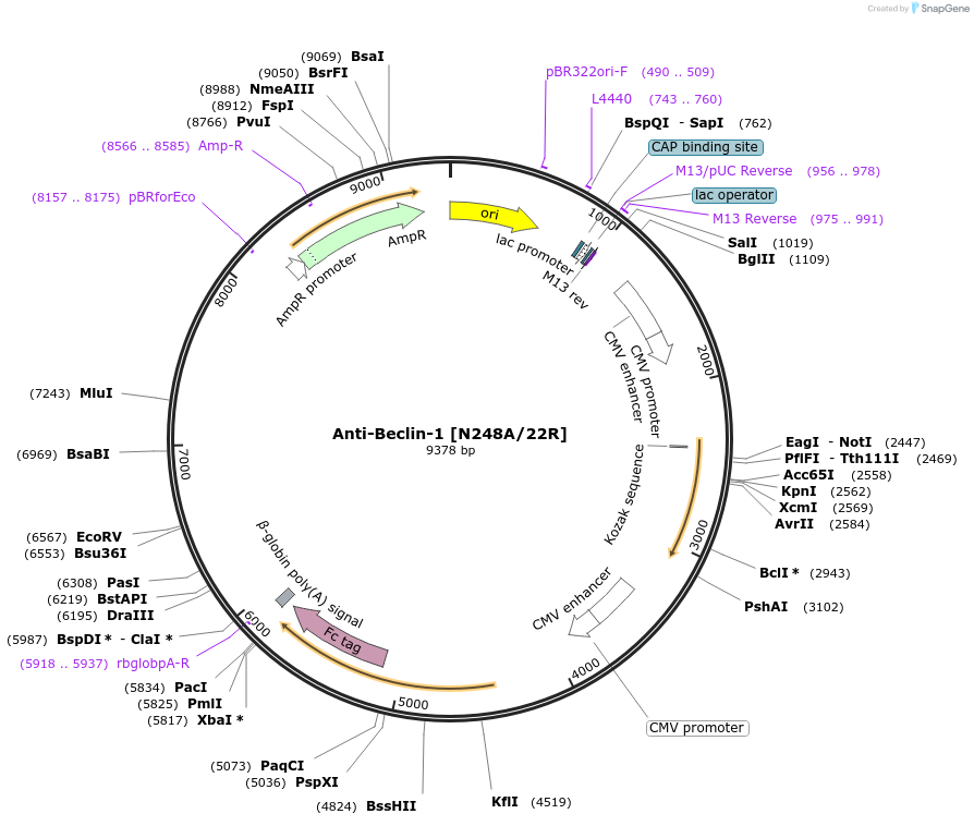 222161-plasmid-map-sequence-id-437506