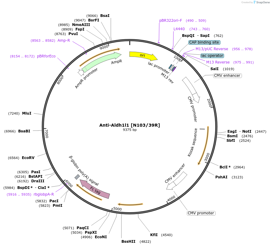 222151-plasmid-map-sequence-id-437508