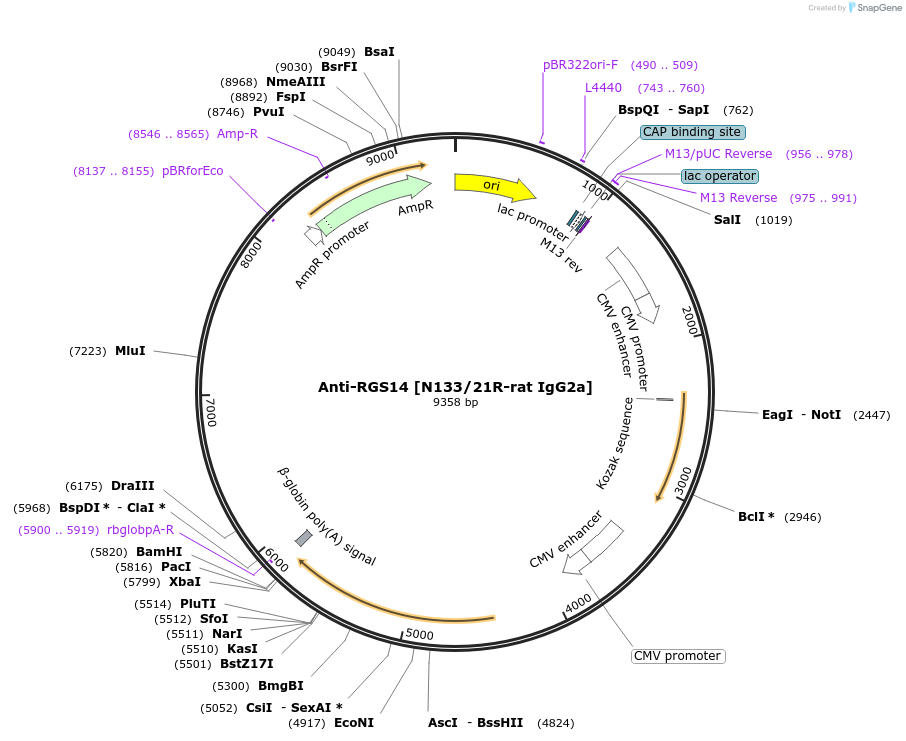 222182-plasmid-map-sequence-id-437509