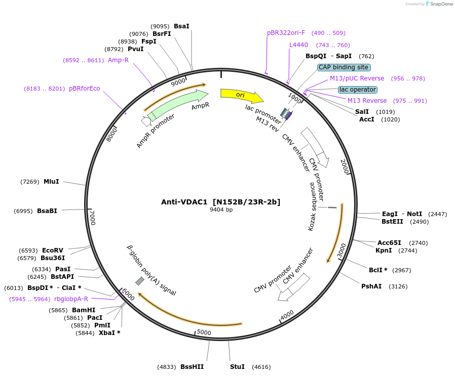 222171-plasmid-map-sequence-id-437514
