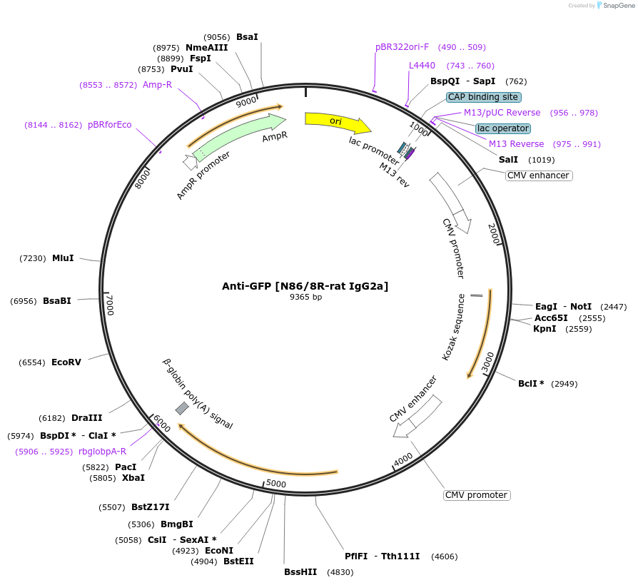 222188-plasmid-map-sequence-id-437516
