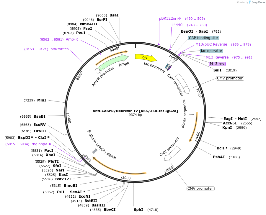 222178-plasmid-map-sequence-id-437518