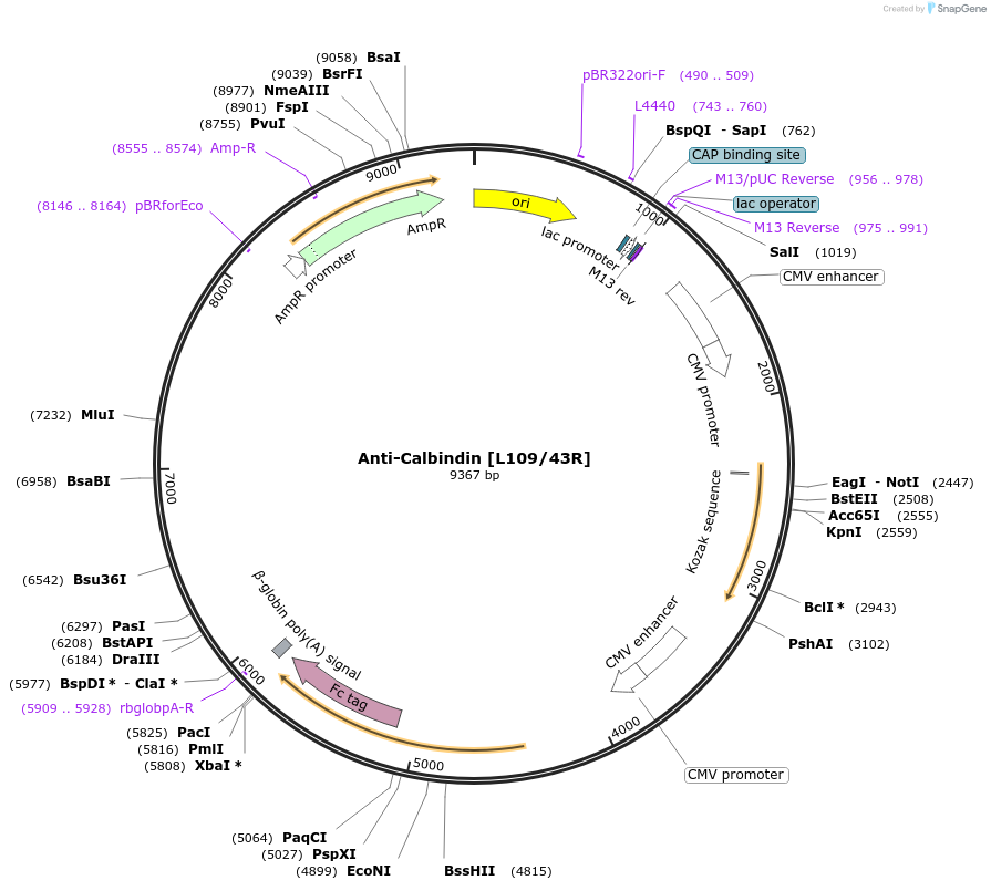 222146-plasmid-map-sequence-id-437519