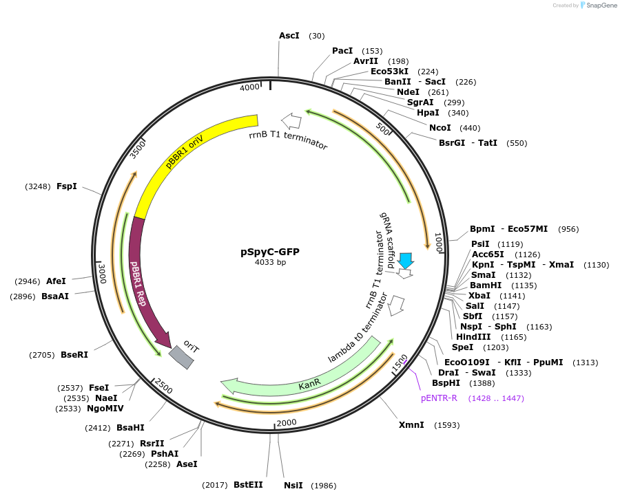220191-plasmid-map-sequence-id-437523
