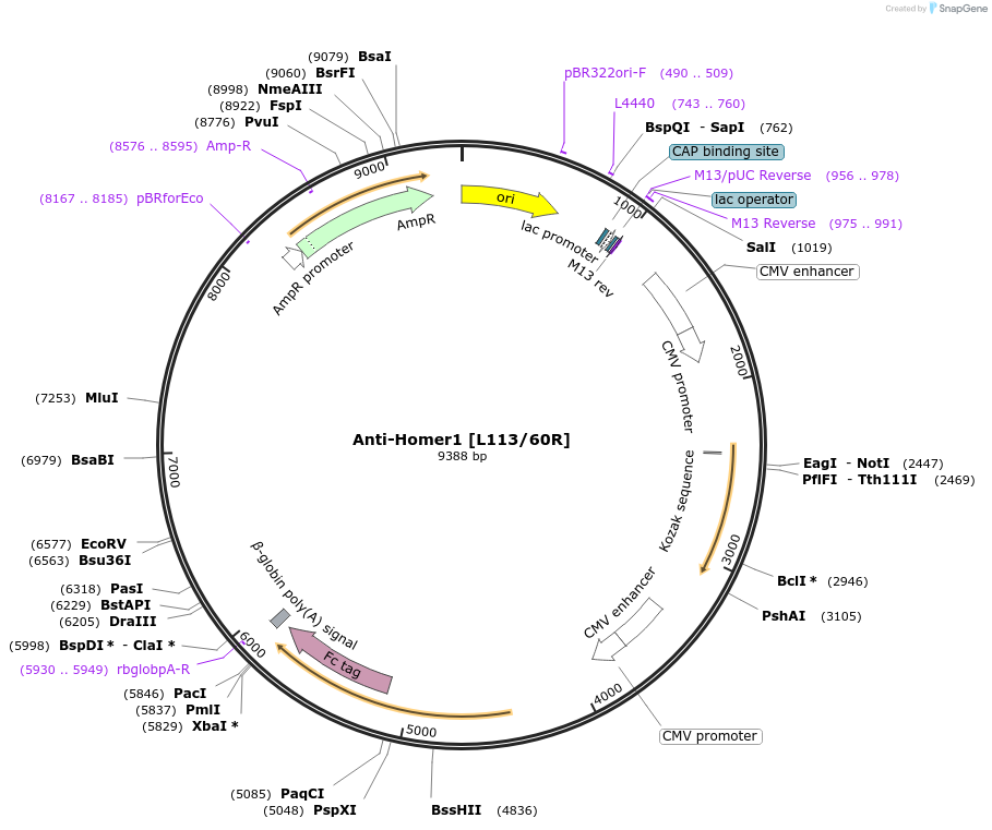 222147-plasmid-map-sequence-id-437526