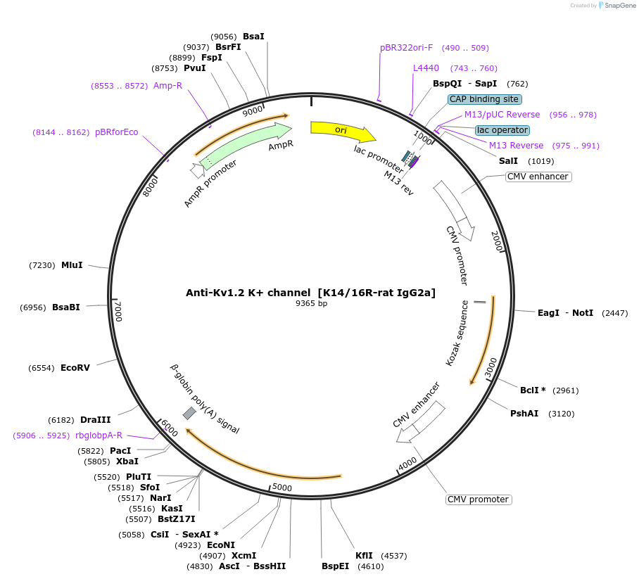 222176-plasmid-map-sequence-id-437528
