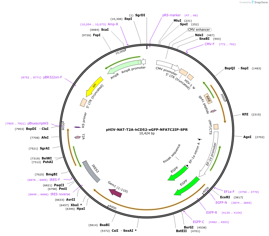 221447-plasmid-map-sequence-id-437531