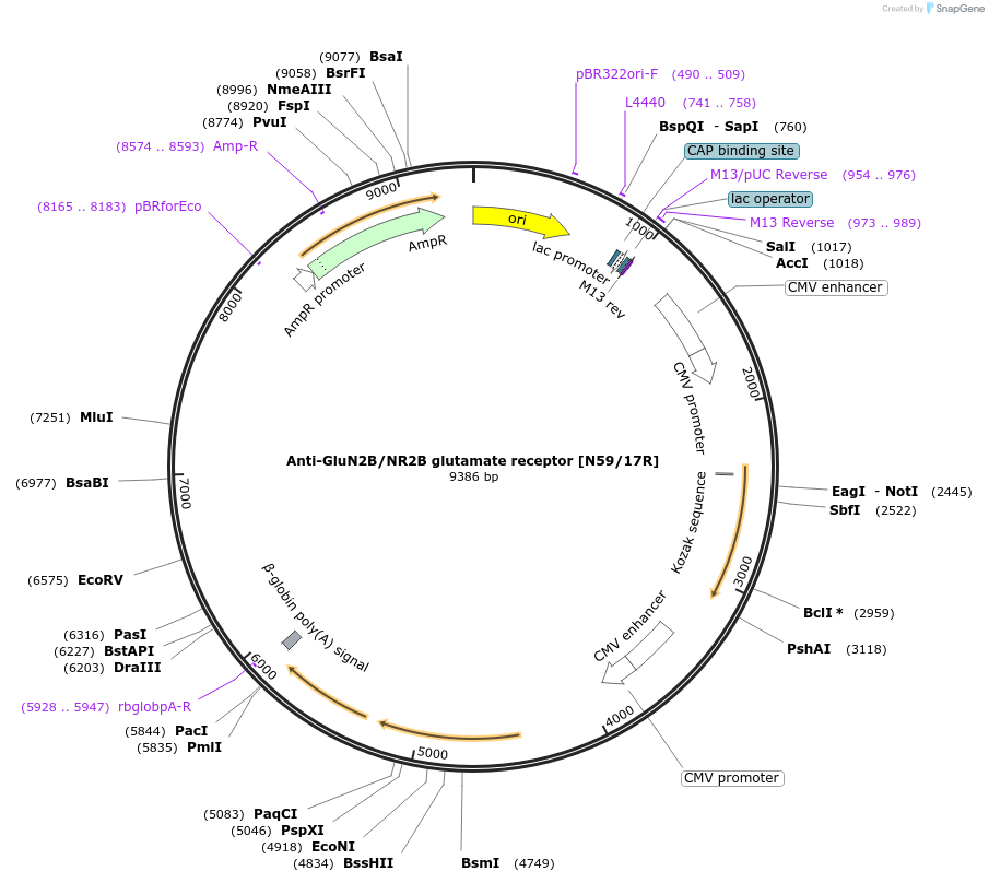 222167-plasmid-map-sequence-id-437532