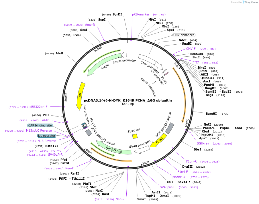 221875-plasmid-map-sequence-id-437542