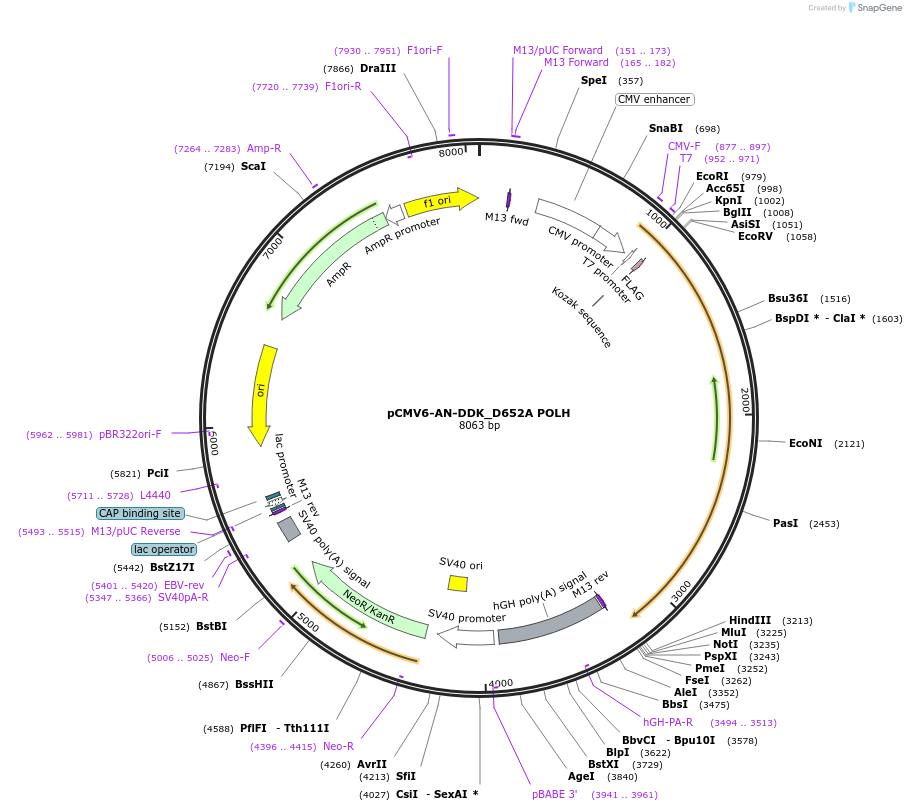 222006-plasmid-map-sequence-id-437543