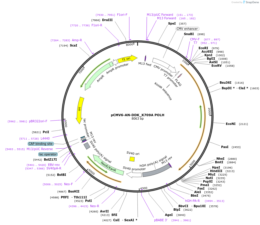 221863-plasmid-map-sequence-id-437544