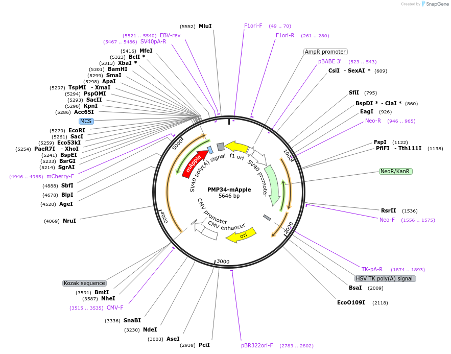 214417-plasmid-map-sequence-id-437545