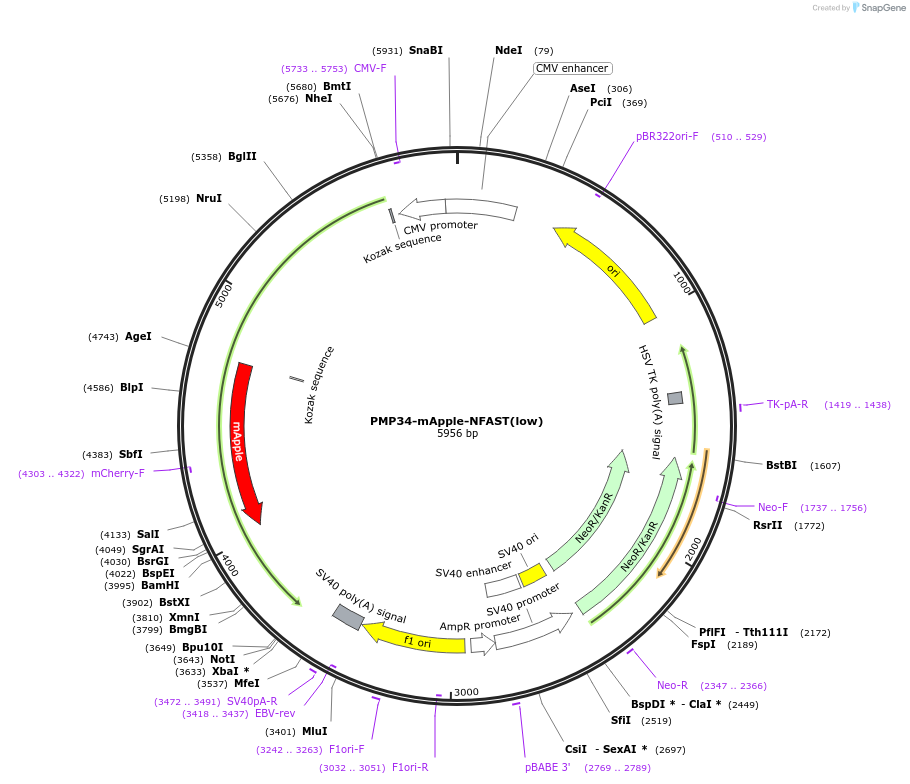 214418-plasmid-map-sequence-id-437546