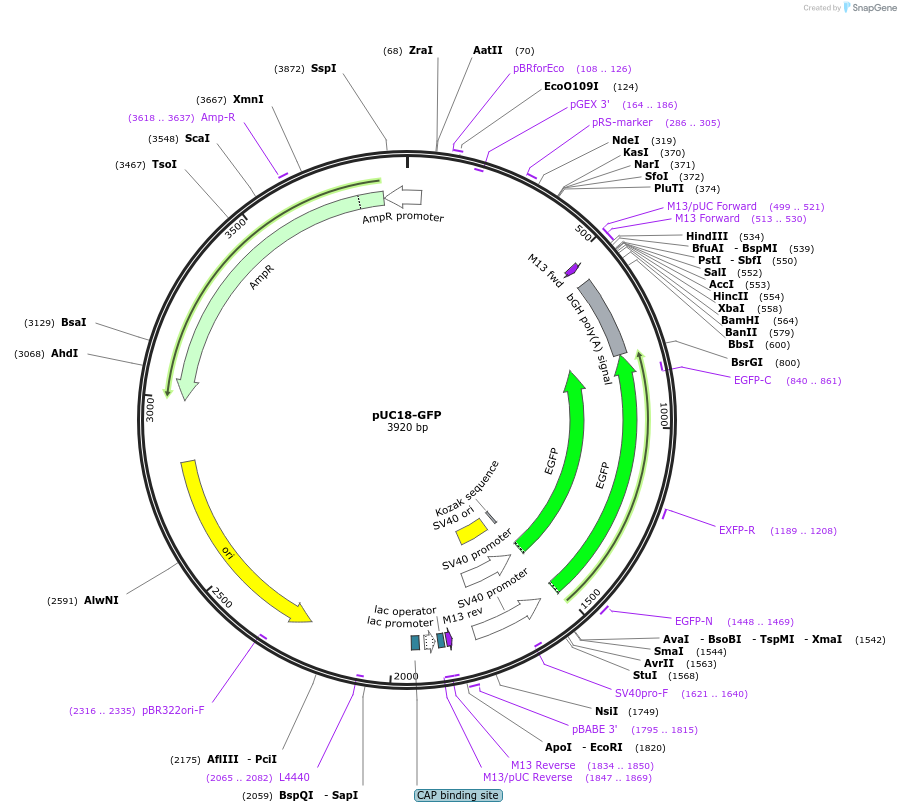 220495-plasmid-map-sequence-id-437547