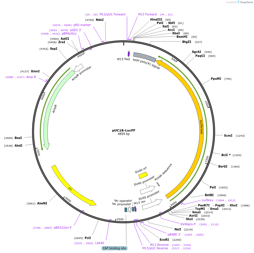 220496-plasmid-map-sequence-id-437549