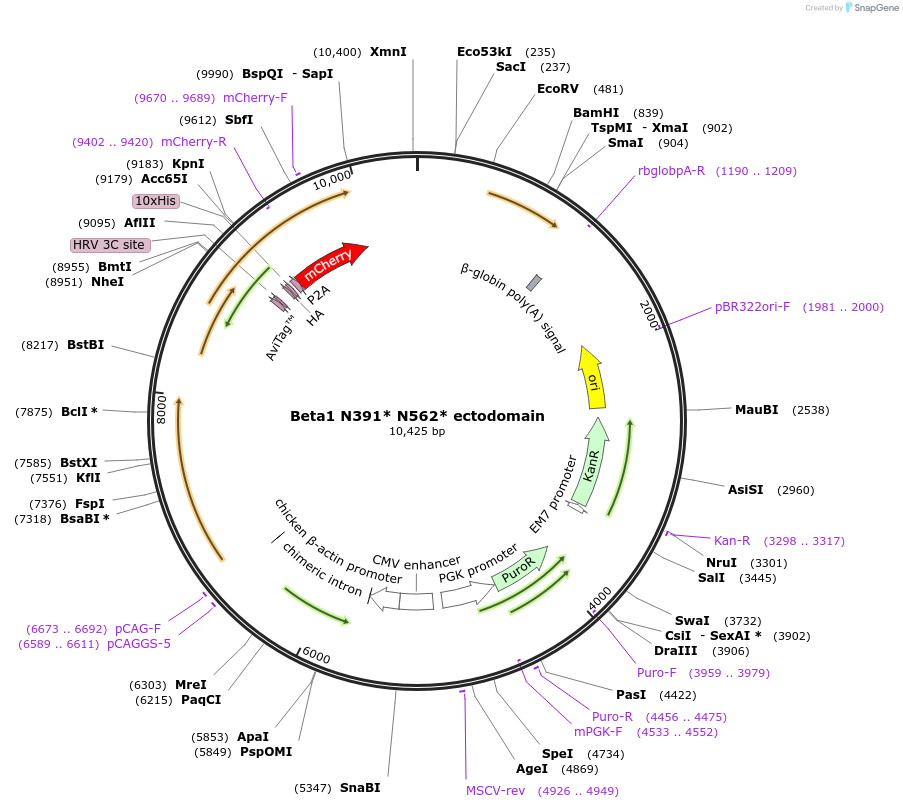 221400-plasmid-map-sequence-id-437551