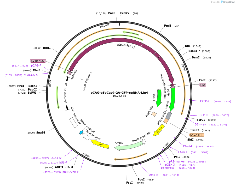 220494-plasmid-map-sequence-id-437552
