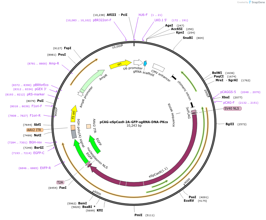 220493-plasmid-map-sequence-id-437553