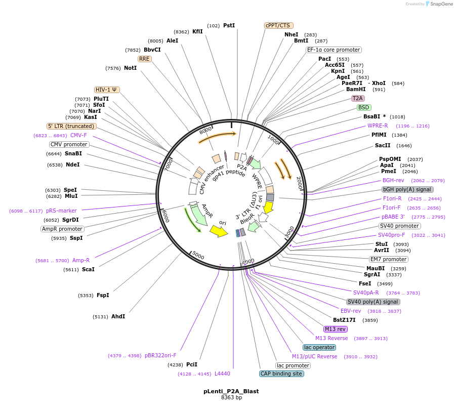 211365-plasmid-map-sequence-id-437557