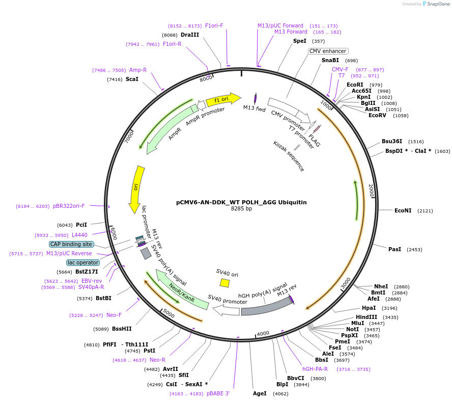 221861-plasmid-map-sequence-id-437562