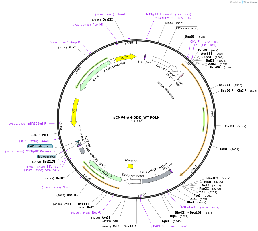 221897-plasmid-map-sequence-id-437563