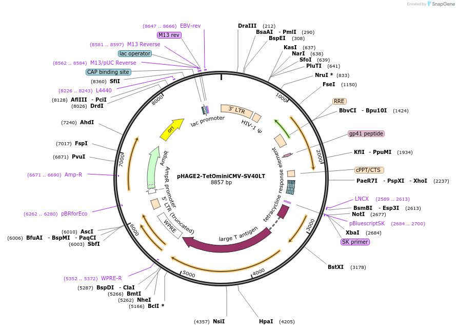 136616-plasmid-map-sequence-id-437564