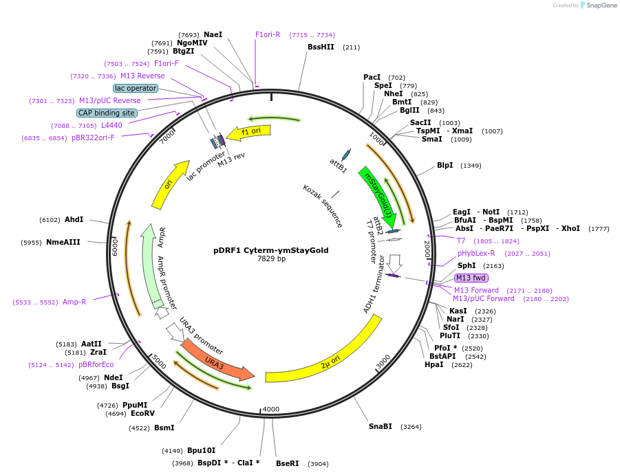 219855-plasmid-map-sequence-id-437577