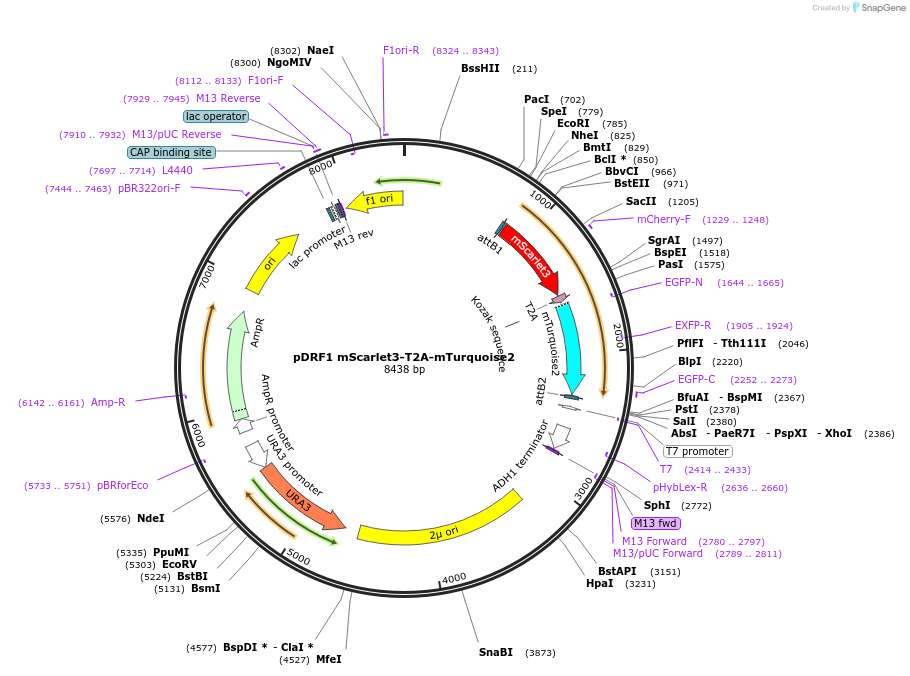 219848-plasmid-map-sequence-id-437578