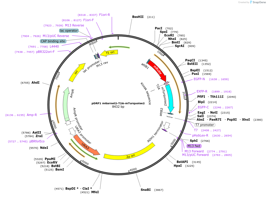 219850-plasmid-map-sequence-id-437579