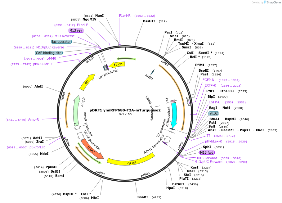 219840-plasmid-map-sequence-id-437580