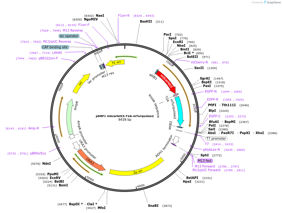 219845-plasmid-map-sequence-id-437581