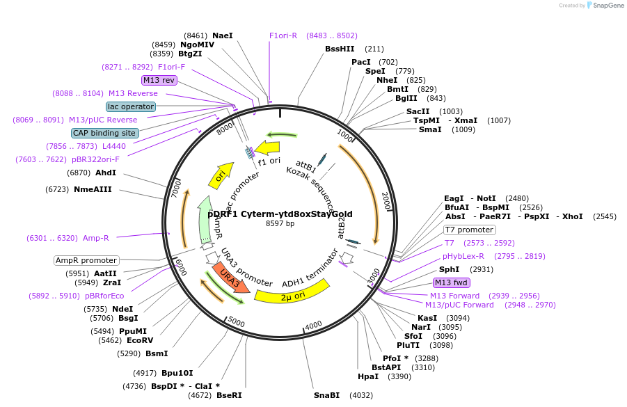 219853-plasmid-map-sequence-id-437582