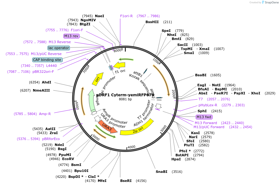 219856-plasmid-map-sequence-id-437583