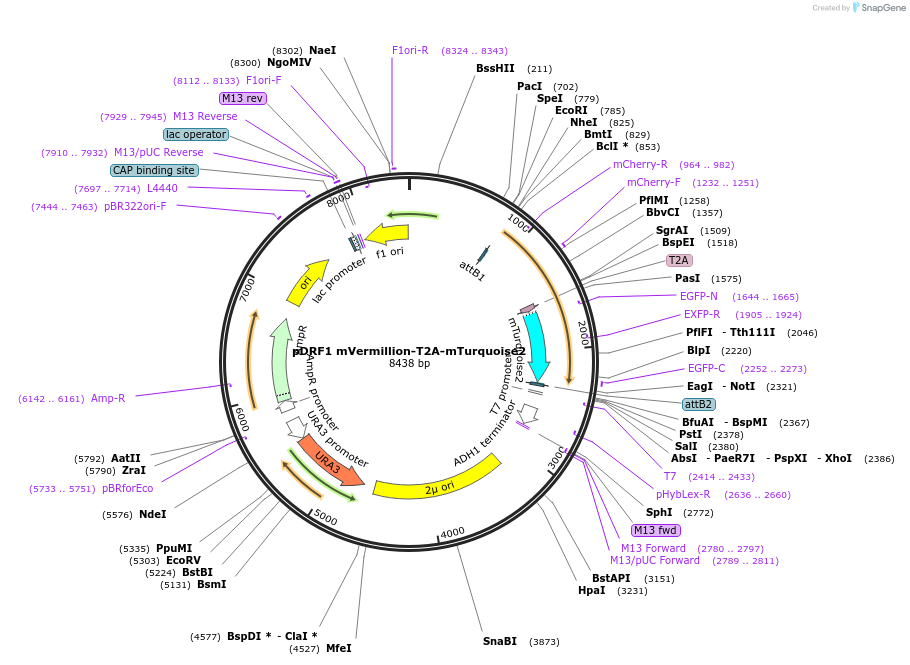 219847-plasmid-map-sequence-id-437584