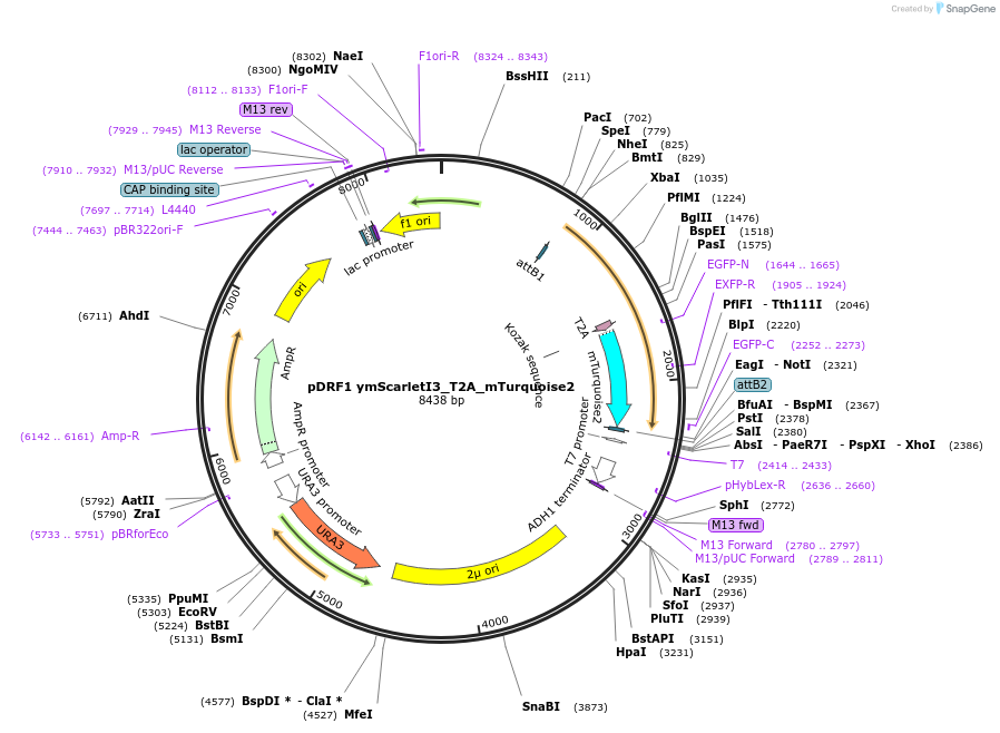 219829-plasmid-map-sequence-id-437586