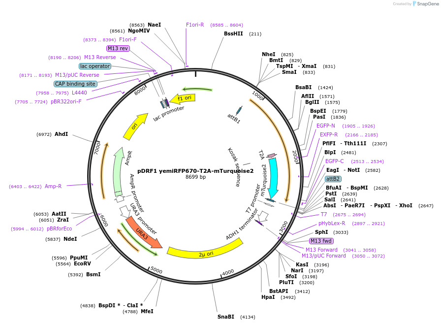 219841-plasmid-map-sequence-id-437587