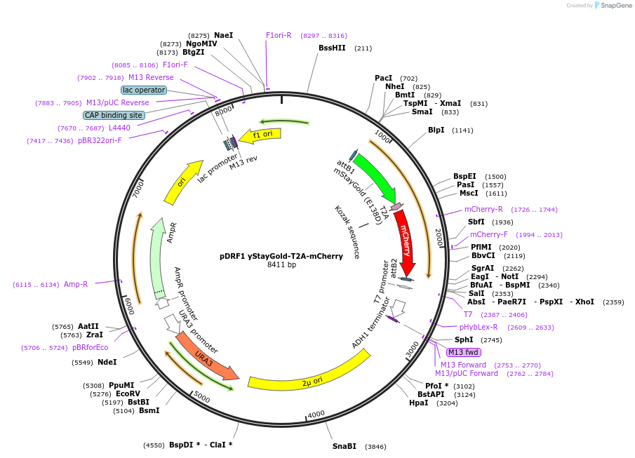 219839-plasmid-map-sequence-id-437590