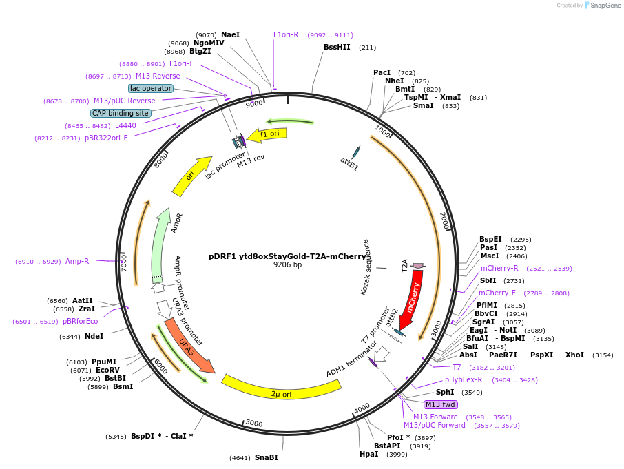 219838-plasmid-map-sequence-id-437595