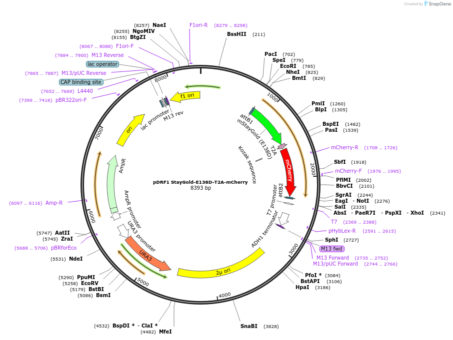 219833-plasmid-map-sequence-id-437597