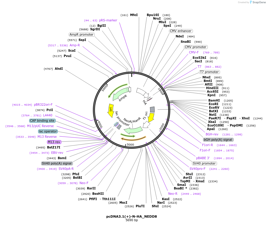 221859-plasmid-map-sequence-id-437621
